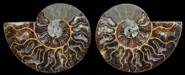 Polished Ammonite Pair - Agatized #59440